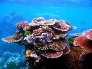#1 Garrafon Natural Reef Park