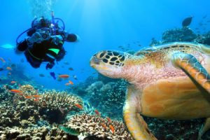 Scuba Diving Riviera Maya